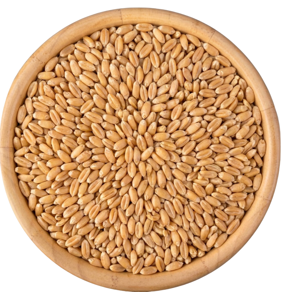 Gehu (Wheat)